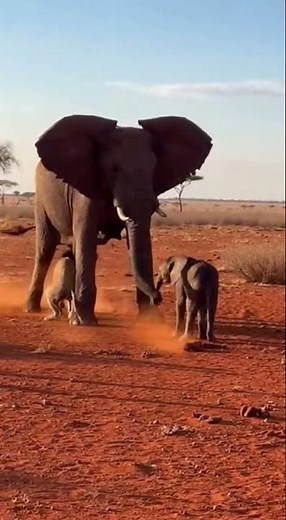 African Safari: Elephant's Stomp Drives Predator Off