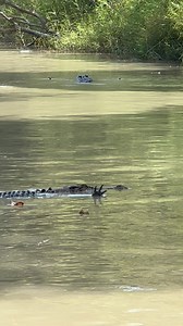 I know it looks like these crocodiles just got a manicure down at the local salon, but this is a very common fishing technique. Saltwater Crocodiles (and all ‘true crocodiles’) are covered in Integumentary Sense Organs, tiny little pressure sensors that pick up vibrations and changes in water pressure. They’re hypersensitive and help them detect when fish or other potential prey items are close enough to grab with their powerful jaws. Erre (East Alligator River) Bininj Country Kakadu National Pa