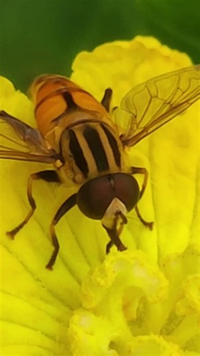 Helophilus Fly Having Nectar #HelophilusFly #Hoverfly #WildlifeVideo #PeacefulNature #InsectVideo