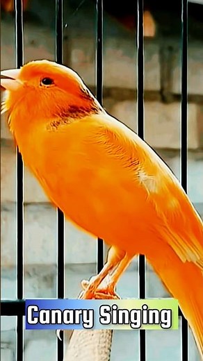 Canary Singing Training Video | Best Canary Singing | Canary Bird Sounds #galerikenariindonesia
