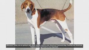 Healthy Food Tips for Your American Foxhound