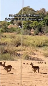Impala vs. Lion: A classic showdown in the African bush! #wildlife #wildanimals #naturelovers #lion