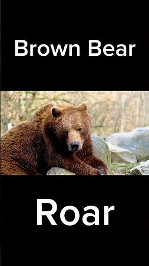 Brown Bear Roaring #bear #bearfacts #wildlife #animalsounds #wildlifeentertainment #shortsfeed