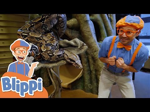 Blippi Plays & Feeds Animals At The Zoo! | Animals For Kids | Educational Videos For Toddlers