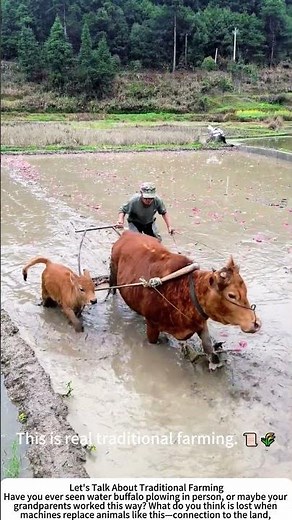 Water Buffalo Plowing – Traditional Rice Field Farming 🐂🌾💧