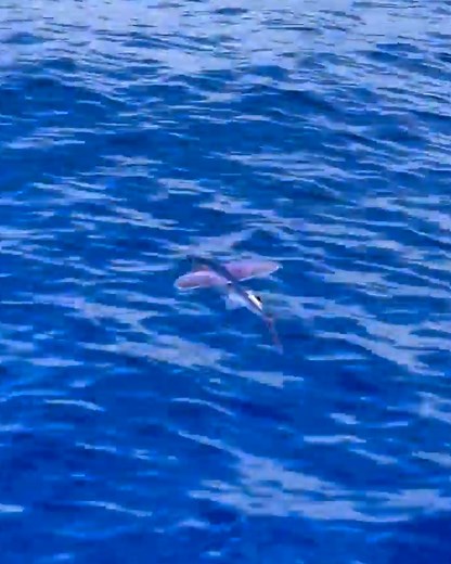 This flying fish was spotted in Hawaii! 😳 | UNILAD