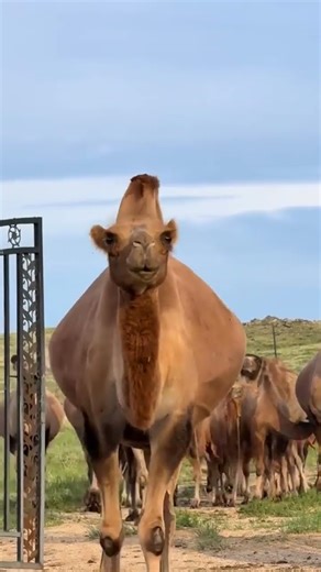 Meet My Loyal Chinese Rural Dog – The Most Heartwarming Companion You’ll Ever See