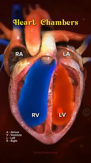 World of Biology on Instagram: "The heart has four chambers, each playing a specific role in blood circulation: 1. Right Atrium Receives deoxygenated blood from the body via the superior and inferior vena cava. Sends blood to the right ventricle through the tricuspid valve. 2. Right Ventricle Pumps deoxygenated blood to the lungs through the pulmonary artery via the pulmonary valve. Has thinner walls than the left ventricle since it pumps blood only to the lungs. 3. Left Atrium Receives oxygenat
