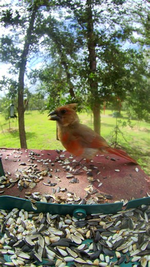 Cardinal Fledgling Enjoys Safflower Seeds