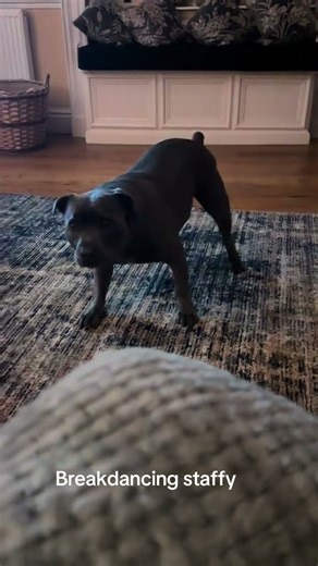 @c_w6: #dog #doglover