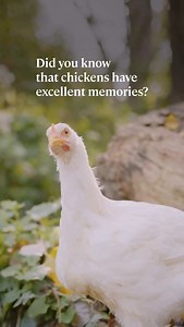 35K reactions · 548 comments | Anyone lucky enough to adopt a chicken has a tendency to fall comb-over-claw for them! Here’s why… | Animals Australia | Facebook