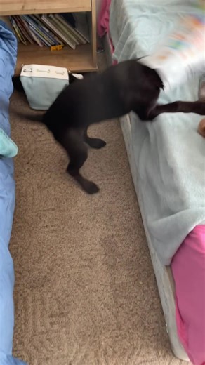 Alexis Pushee🏁 (@alexis.pushee)’s videos with original sound - Ree