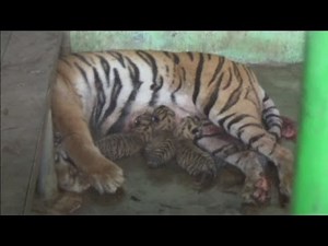 Cute alert! Rare baby tiger cubs born in Indonesian zoo