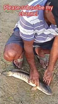 amazing snakehead fish Hunting