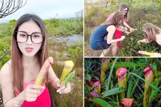 Cambodian government warns women to stop playing with phallic-shaped 'penis' flowers