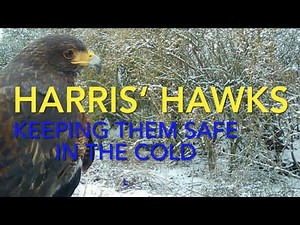 FALCONRY: Harris’ hawks and how to keep them safe in cold weather!