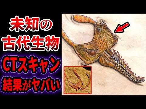 【ゆっくり解説】150年解明されなかった「未知の古代生物」の化石をCTスキャンした結果…ついに解明！正体がヤバすぎる…エイリアンのような古代生物【古代生物】