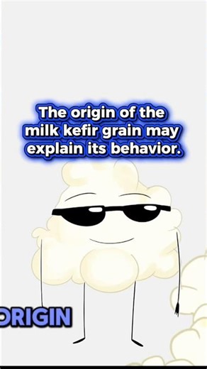 The origin of milk kefir grain may explain its behavior #kefirlabs #kefirinfermentin