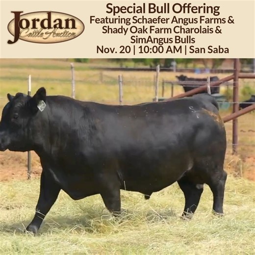 1.8K views · 13 reactions | Quality, quantity, and variety, all in one place. Over 130 bulls are consigned for Thursday's Special Bull Offering in San Saba. Come see us tomorrow at 10 AM! See sale details: https://jordancattle.com/bull-sale-detail-2/ | Jordan Cattle Auction | Facebook