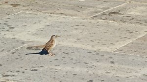 Small tiny sparrow bird running around and fly jumping in slow motion.