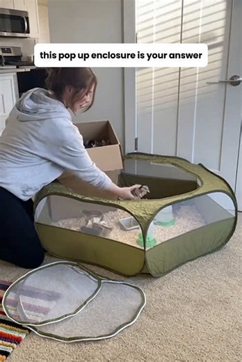 Spacious, ventilated, and easy‑to‑clean brooder#brooder #chicken #chicks #outdoortent #foryou #catios