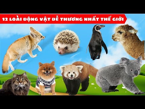 Các Con Vật [#6] Mèo Ba Tư, Chó Phốc Sóc, Koala, Fennec, Alpaca...12 Loài Động Vật Dễ Thương Nhất
