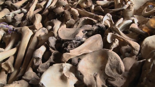 This is why resurrecting extinct animals could save the planet