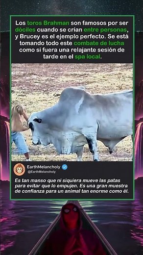 INTENTANDO MOVER A UN TORO DE DOS TONELADAS
