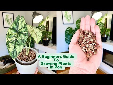 All About Growing Plants In Pon 🌱 A Complete Beginners Guide