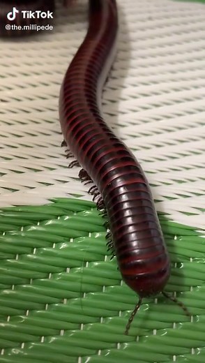 #Millipede #GiantMillipede #Invertebrates