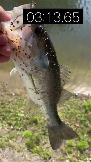 Seeing how long it takes me to catch a fish on a lure #fishing #bassfishing #fish #funny #bass