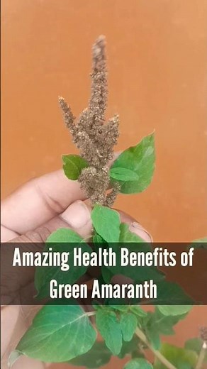 Health Benefits of Green Amaranth