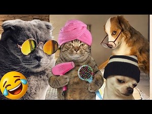 Cats & Dogs Funny Compilation 16 | That’ll Make You Laugh Out Loud! 😹🐕