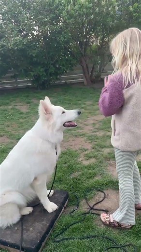 Børn kan lærer de 6 basale øvelser #familiehund #hunde #hundetræning #onlinehundetraening