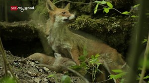 Animalis: Der Fuchs (6/10)