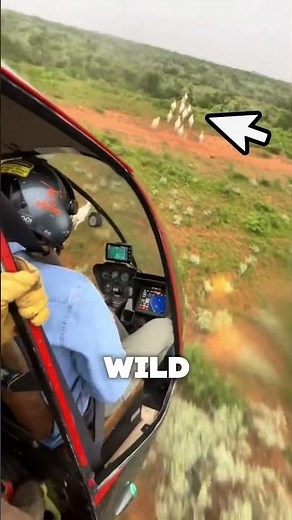 Catching Wild Deer From a Helicopter?😮