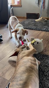 104K views · 1.4K reactions | Nothing to see here just to puppies playing. #PlayTime #Puppies #TooCute #CuteReel | Larry_the_great_dane | Facebook