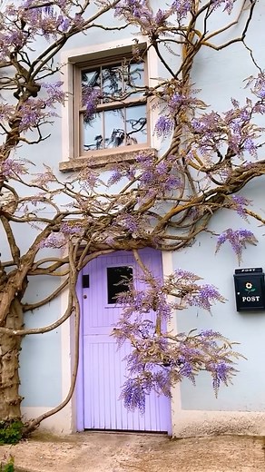 Gargee | Ireland & Europe Travel ✈️ on Instagram: "Unique places in Ireland to visit in Spring 👇 📌 Save for later and follow for more✨🦋 📍Inistioge 💜 It is a small village in County Kilkenny, Ireland. Historically, its name has been spelt as Ennistioge, Ennisteage, and in other ways. The village is situated on the River Nore, 25 km southeast of Kilkenny. It is a Hidden Gem Worth Visiting It is one of Ireland’s most charming villages, especially in late spring when wisteria blooms beautifully