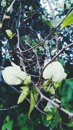 SOME TIME TRAVAILS❤️💙❤️❤️❤️💙❤️🚘🚘🚘🚘