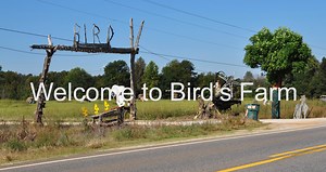 Bird's Farm at Forkland, Alabama This video provides a preview of what you will find if you visit Bird's Farm. For details about this interesting and unusual site, visit http://www.ruralswalabama.org/attraction/birds-farm-at-forkland-al/. VIDEO CREDITS: Video Provided By: RuralSWAlabama.org Music: Spots of Sunlight by Valery Niminuschy (AudioBlocks.com) | Welcome To Rural SW Alabama