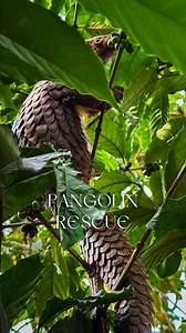 5.8K views · 36 reactions | The pangolin is the most trafficked...