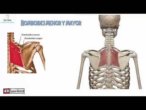 Anatomia, Romboides menor y mayor