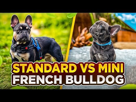 Mini vs Standard French Bulldog Which Is Right For You? #frenchbulldogmini #frenchie #frenchielove
