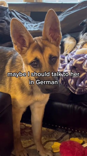 Dogs have their own native language #dog #dogsoftiktok #fyp #jamaican #american