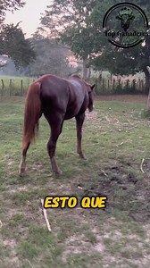 Datos Ganaderos 🐎🤠 #Topganaderos #Datoganadero #ganaderos #procesosganaderos #Equinos #baños #Baños #moscos | Top Ganaderos