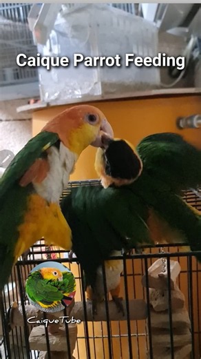 Caique Parents feeding 3 months Old Chick || Orand Head Caique || White Belly Caique || Black Head