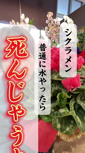 シクラメンの水やり法：根腐れを防ぐポイント
