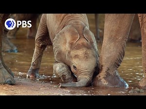 Coming Soon to NATURE: Season 40