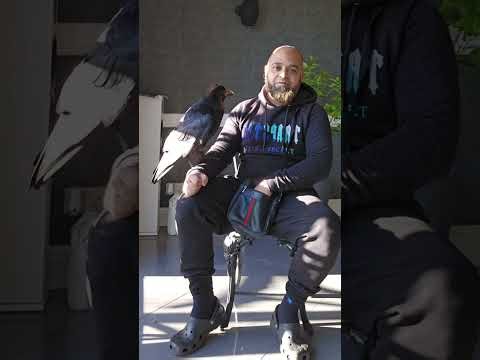 step by step training Raven