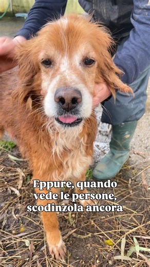 Questa è la storia di Whiskey 🤎�Una storia fatta di attese lunghe, di giorni tutti uguali, di sguardi che hanno visto passare il tempo dal box di un canile. Whiskey è un simil Golden, ma soprattutto è un cane buono, di quelli che nonostante tutto continuano a fidarsi 🐾�La vita in canile lo ha provato… ma non gli ha tolto la dolcezza. Gli anni persi non torneranno.�Ma il futuro sì, se qualcuno sceglierà di guardarlo davvero ❤️ Aiutaci a trasformare “una vita in canile” in una vita in famiglia. 